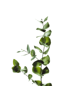 CSR green by Annie Spratt