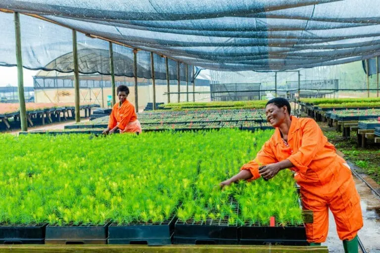 Nursery reforestation Tansania