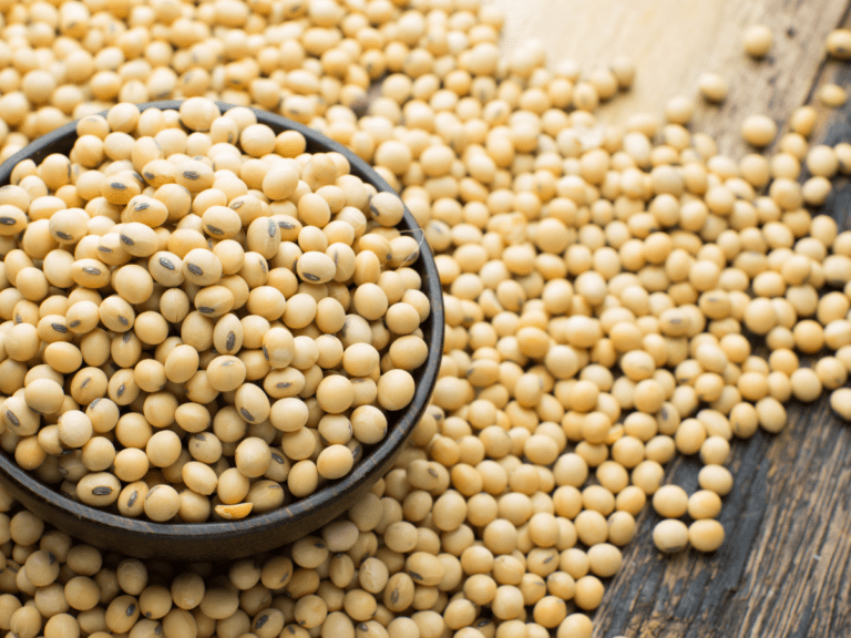 soybean protein