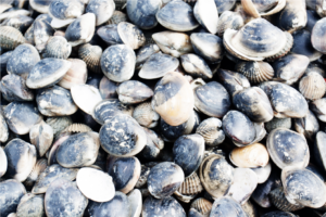 Anadara kagoshimensis