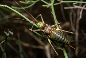 Edible House Crickets