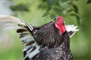 Nucleic Acid Content