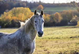 Pituitary Pars Intermedia Dysfunction