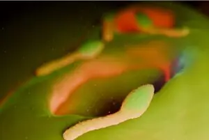 Clostridium Thermocellum