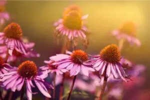 Echinacea purpurea