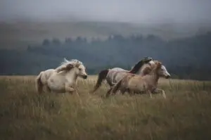 ADMA asymmetrisches Dimethylarginin